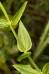 Largeleaf rose gentian